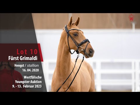 Youngster Online-Auktion Lot 10 Fürst Grimaldi Hengst v. Fürst Samarant - Grimaldi