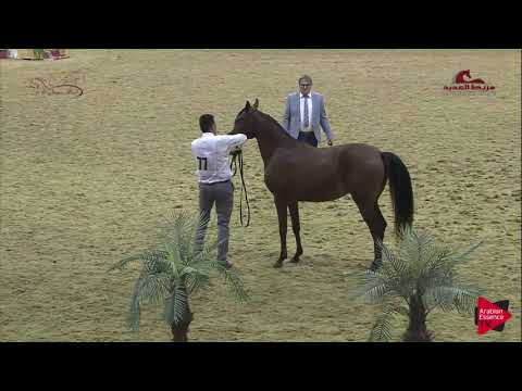 N 77 DIALA AL SHAQAB   2019 Al Shaqab Arabian Horse Show Festival   Fillies 2 Years Old Class 3C