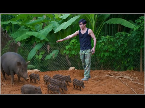 CEO leaves the city for the forest: Building a free life - Building a super large wild boar farm