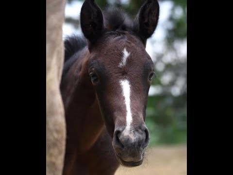 2019 filly by / Stutfohlen von VALVERDE  www.sporthorses-online.com
