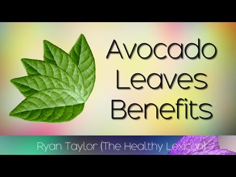 download lagu mp3 mp4 Avocado Leaves Tea Pregnancy, download lagu Avocado Leaves Tea Pregnancy gratis, unduh video klip Avocado Leaves Tea Pregnancy