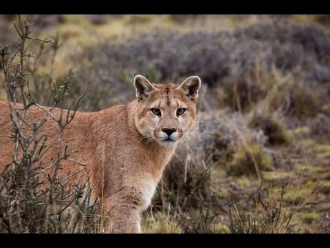 Seven Worlds One Planet: South America - Trailer