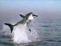 Great White Shark Jumping 