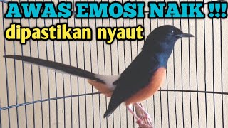 Download lagu KETREKAN KERAS DAN SUARA MEMANNGGL MUSUH MURAI BATU AMPUH  JADIKA MURAI RAJIN BUNYI TANPA HENTI mp3