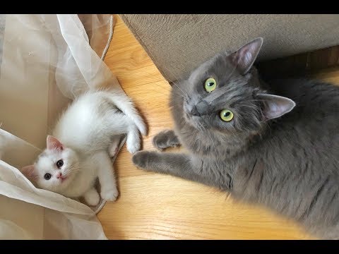 kedi d s parazita damlas yalarsa