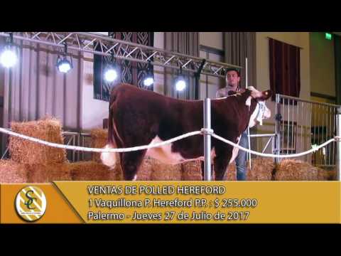 27-07-17 Venta de Vaquillonas P.Hereford P.P. - Palermo.