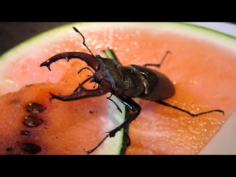 Roháč obyčajný (Lucanus cervus) — video o chove a starostlivosti