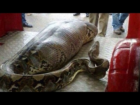 Pitone di 7 metri ingoia un contadino di 25 anni