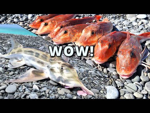 So Many Fish! Surfcasting for Gurnard and Elephant Fish In Canterbury, New Zealand