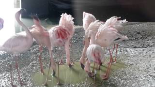 preview picture of video 'Lesser flamingos feeding'