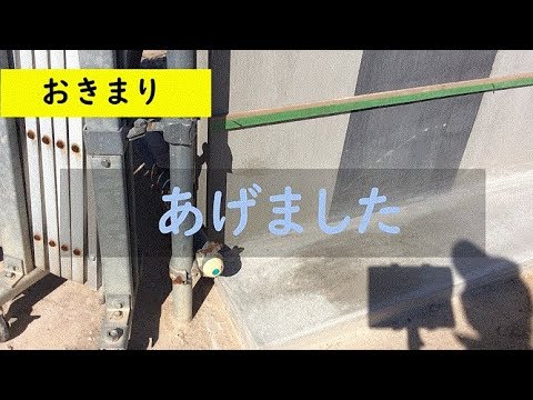 ラストン立ち上がり