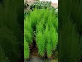 Plant Nurseries In Mannuthy Mannuthy Thrissur Nursery Plants Kerala
