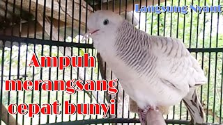 Download lagu Suara perkutut silver gacor ampuh buat pancingan mp3 Download lagu Suara perkutut silver gacor ampuh buat pancingan mp3