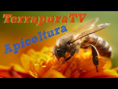 Infiammazione articolare dopo la frattura del braccio Scatta congiunte sotto carico