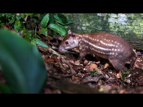 Paka veľká (Cuniculus paca) — zvuky v amazonskom pralese