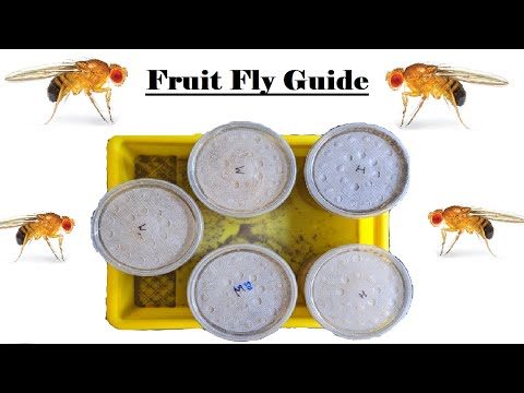 Mantis Keeping 101: Fruit Flies