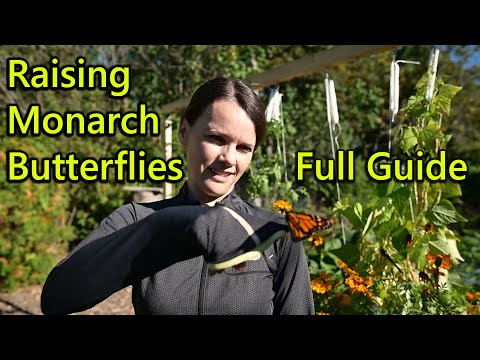 Hatch and Raise Monarch Butterflies - complete how to guide with detailed and beautiful video!