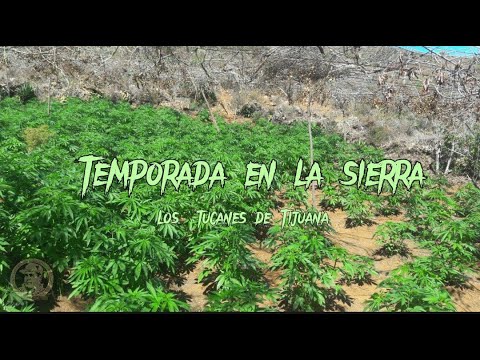Temporada en la sierra - Los tucanes de Tijuana (Letra) 🍀💵🤑