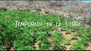 Temporada en la sierra - Los tucanes de Tijuana (Letra) 🍀💵🤑