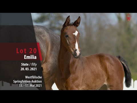 Springfohlen-Auktion 13. - 17. Mai Lot 20 Emilia Stute v. Eldorado van de Zeshoek - Montender