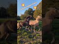 Poney Français de Selle