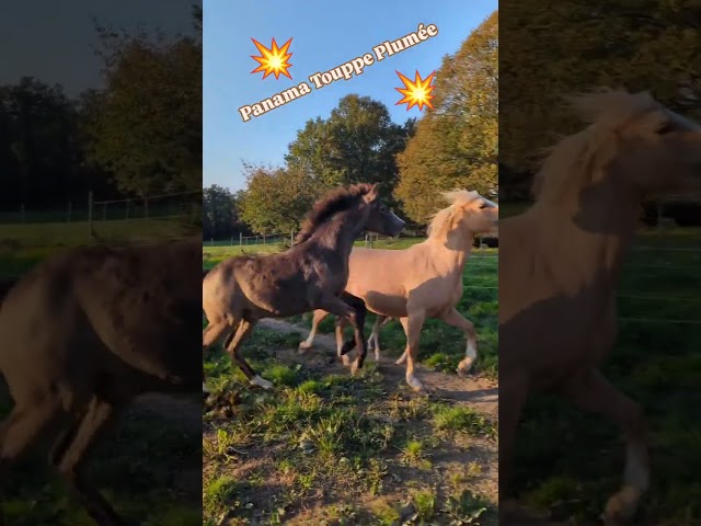 Poney Français de Selle