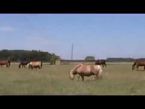 Weide vom Pferdeparadies Freienhagen - die Pferdepension