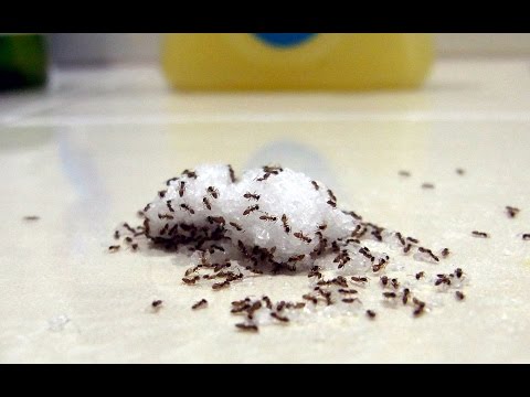 download lagu mp3 mp4 What Kind Of Ants Are In My House, download lagu What Kind Of Ants Are In My House gratis, unduh video klip What Kind Of Ants Are In My House