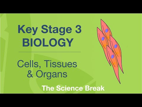Key Stage 3 Biology - Cells, Tissues and Organs