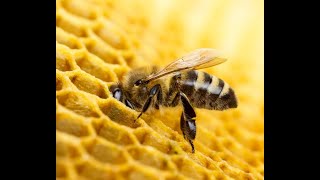 Download lagu Getaran Jiwa (by P Ramlee) mp3