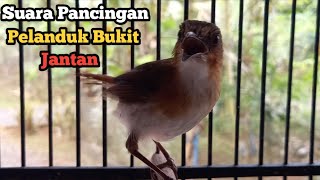 Download lagu Suara Ampuh‼️Pancingan Pelanduk Bukit Jantan || Bahan Cepat NYAUT mp3