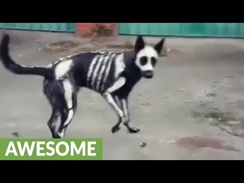 download lagu mp3 mp4 Dog Skeleton Costume, download lagu Dog Skeleton Costume gratis, unduh video klip Dog Skeleton Costume