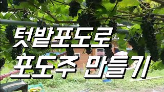 텃밭포도 수확. 포도주. 포도청 만들기