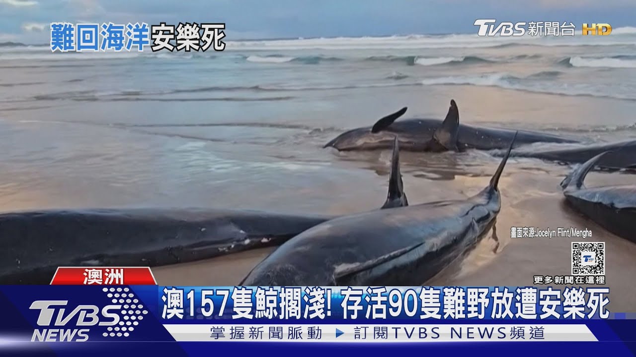 澳洲157隻偽虎鯨擱淺!存活90隻難野放 全慟遭安樂死