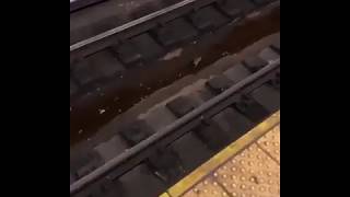 rat on subway tracks, gets hit by train