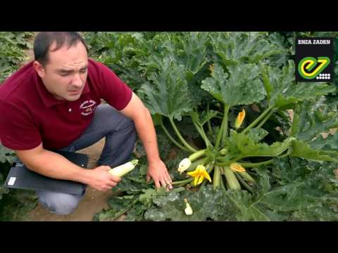 Видео о кабачке Ардендо