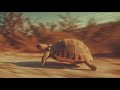 Funny Turtle Mood Booster Shorts Animals