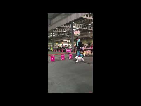download lagu mp3 mp4 Luxembourg Dog Show 2018, download lagu Luxembourg Dog Show 2018 gratis, unduh video klip Luxembourg Dog Show 2018