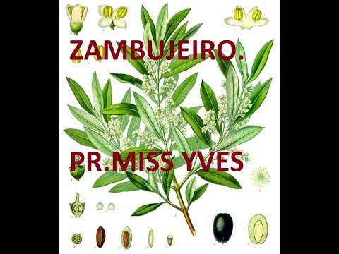 ZAMBUJEIRO SEU ENXERTO  PR MISS YVES