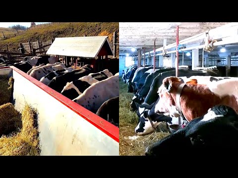 Feeding Hay Just Like The Good Old Days! Life On a Small Dairy Farm! (Day Five & Six)