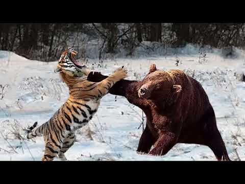 Discovery Channel (Animals attack -20) Bear attack