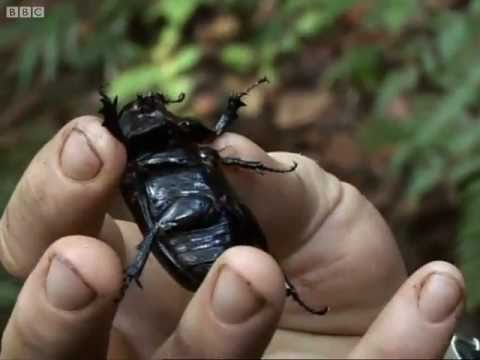 Thumbnail of the video: New Species | Expedition Borneo | BBC Earth