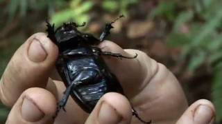 New Species | Expedition Borneo | BBC Earth