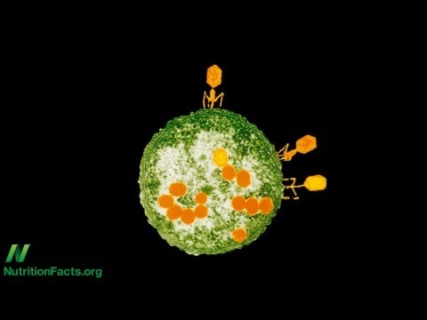 Bacteria-Eating Virus Approved as Food Additive