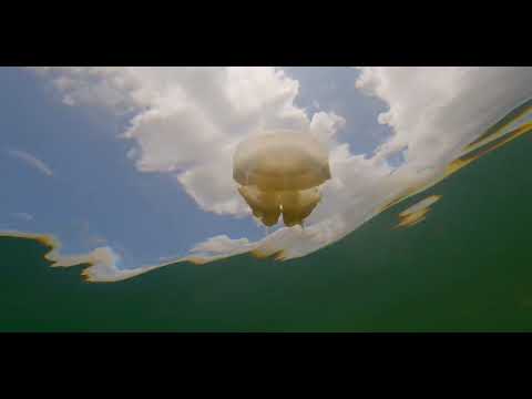 Kakaban Jellyfish Lake - scuba diving video