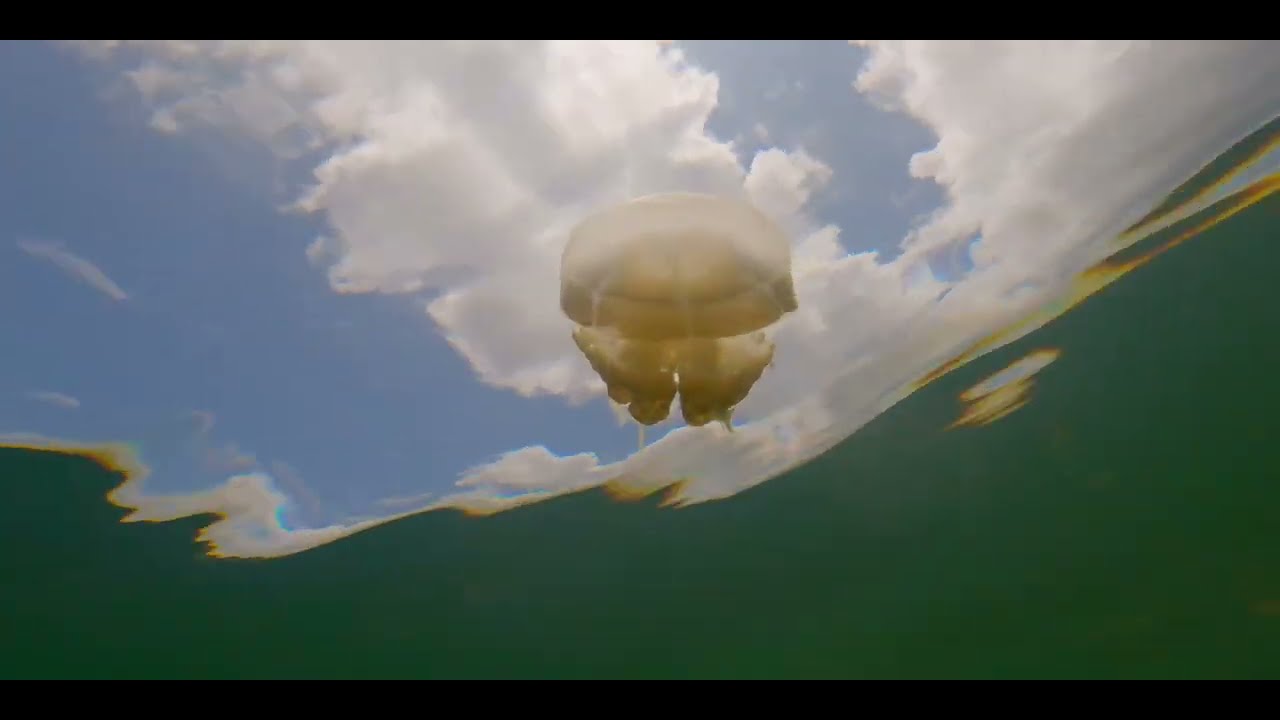 Kakaban Jellyfish Lake