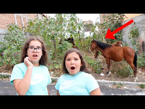 WE FOUND A BUNCH OF HORSES IN OUR HOUSE!!
