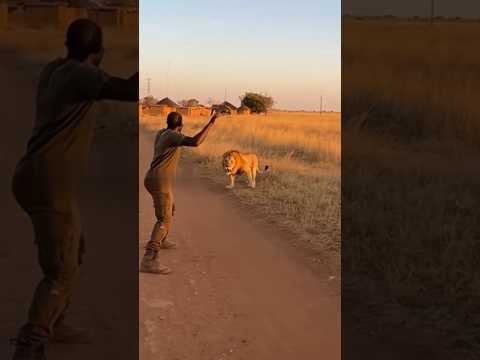Scares away the lion?! Is that possible?! 😨😯