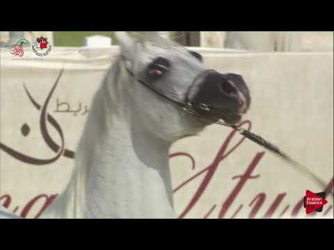 N 628 AJ DARASS   UAE Nationals 2019