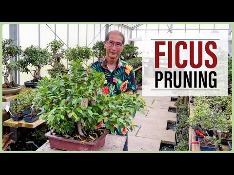 Large and Small Ficus Bonsai Pruning